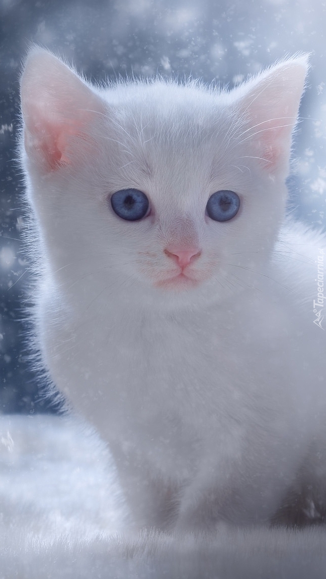 Biały kotek