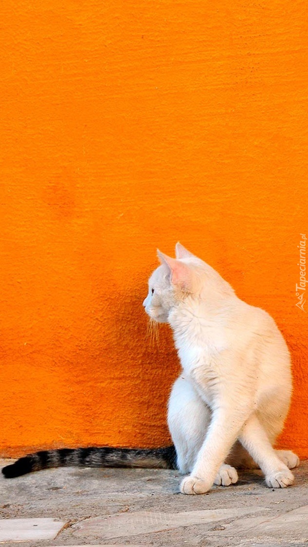 Biały kotek pod ścianą