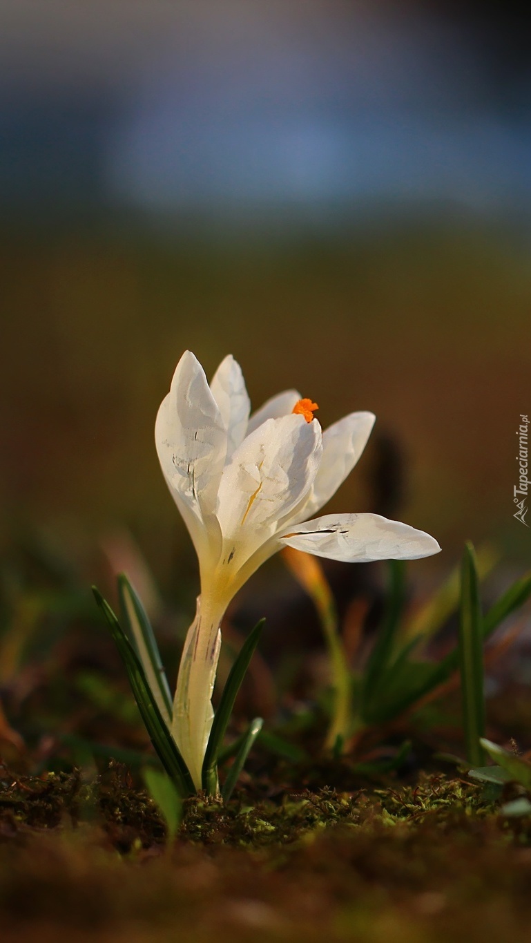 Biały krokus