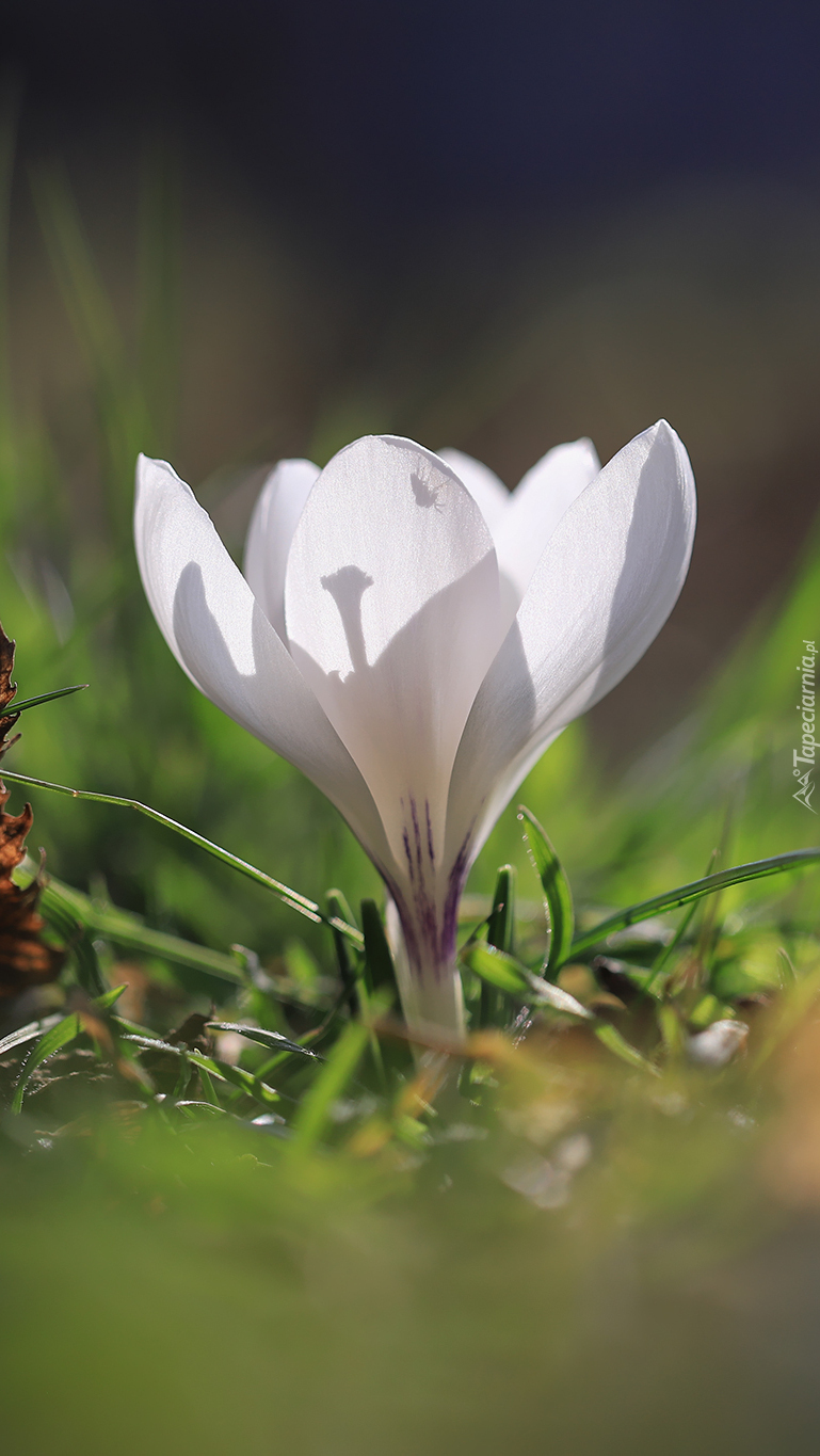 Biały krokus