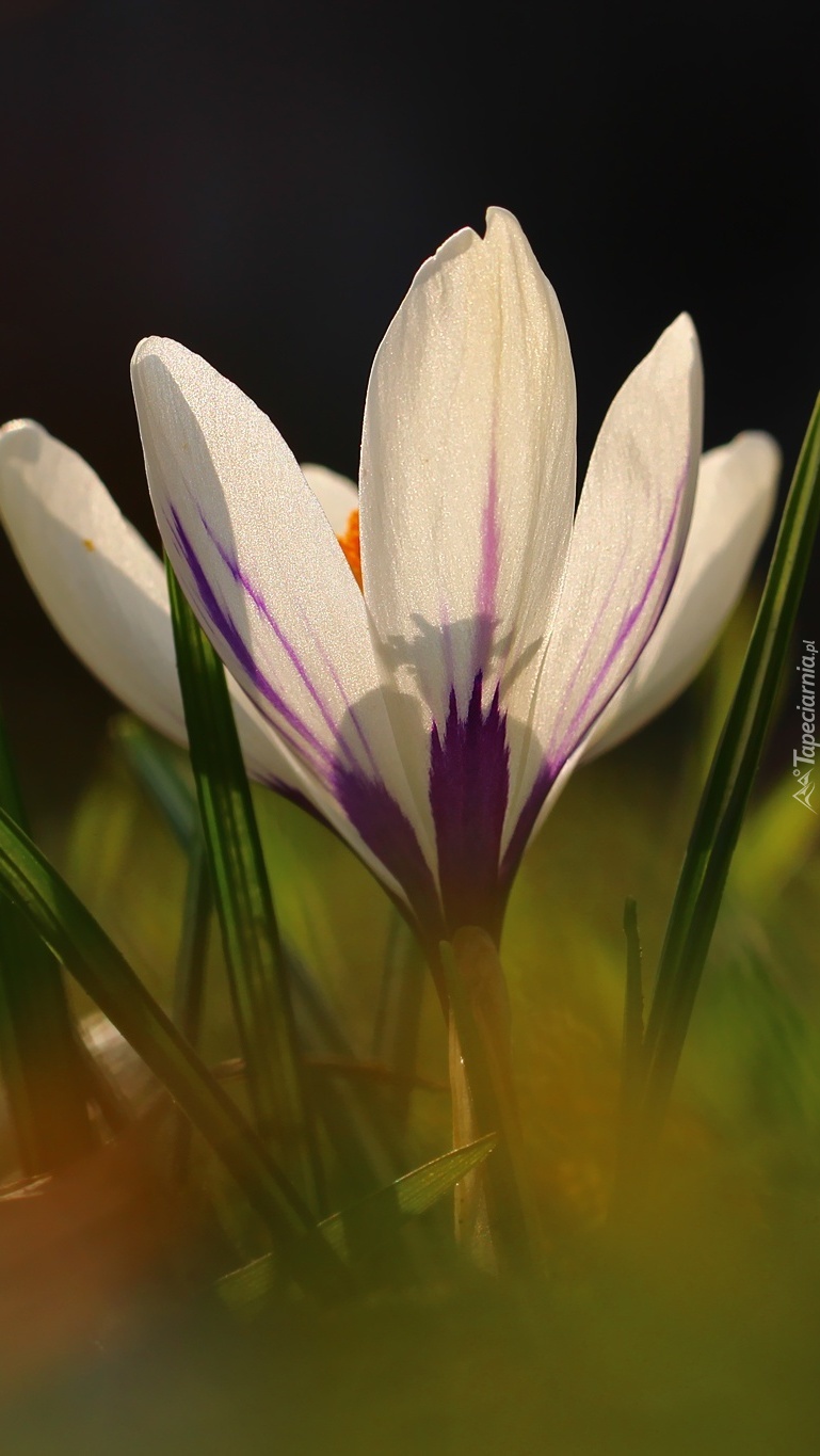 Biały krokus  kwiatem wiosny