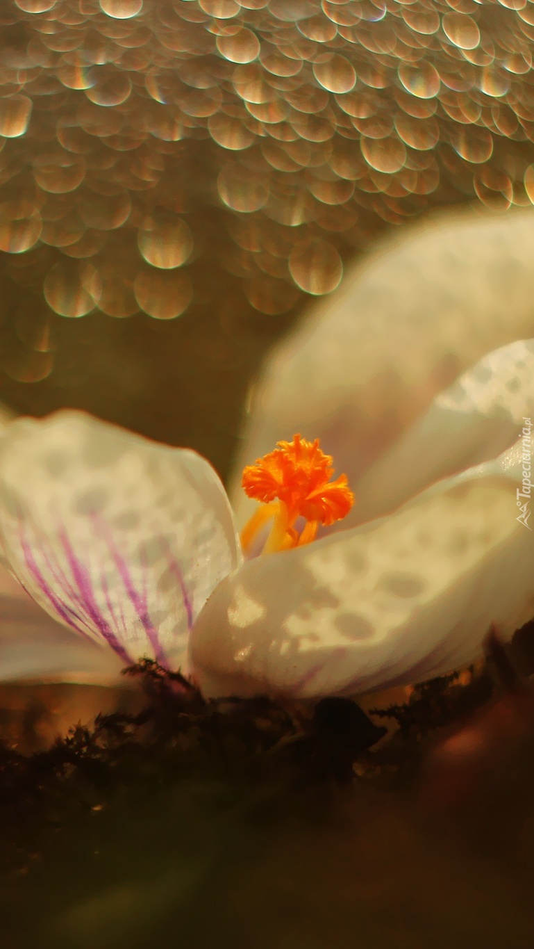 Biały krokus w bokeh