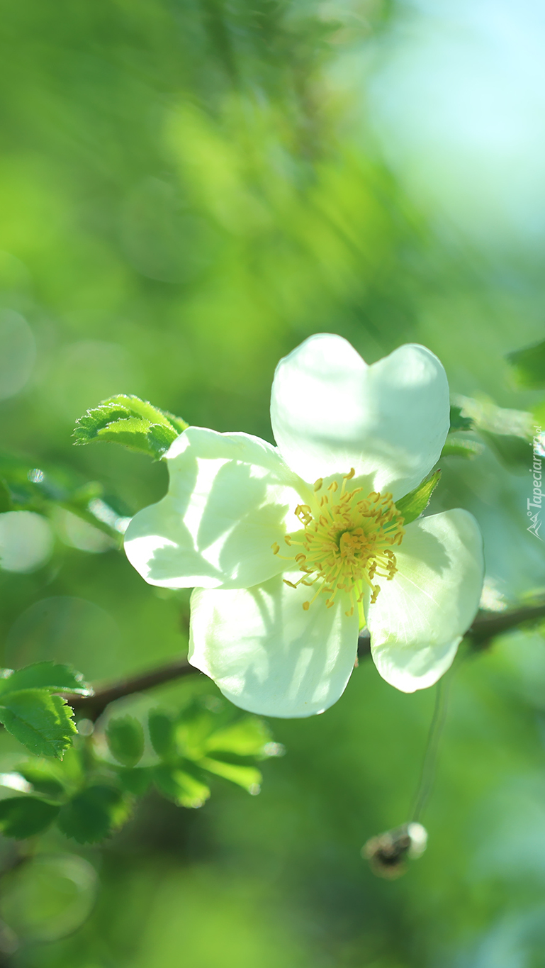 Biały kwiat dzikiej róży