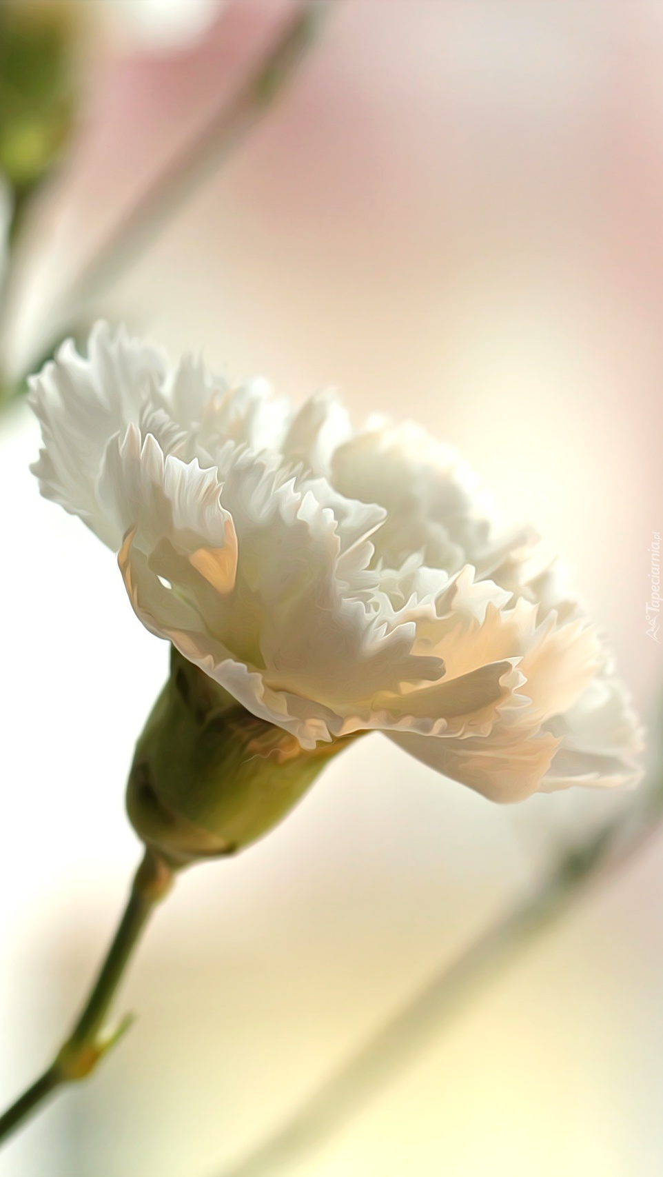Biały kwiat goździka