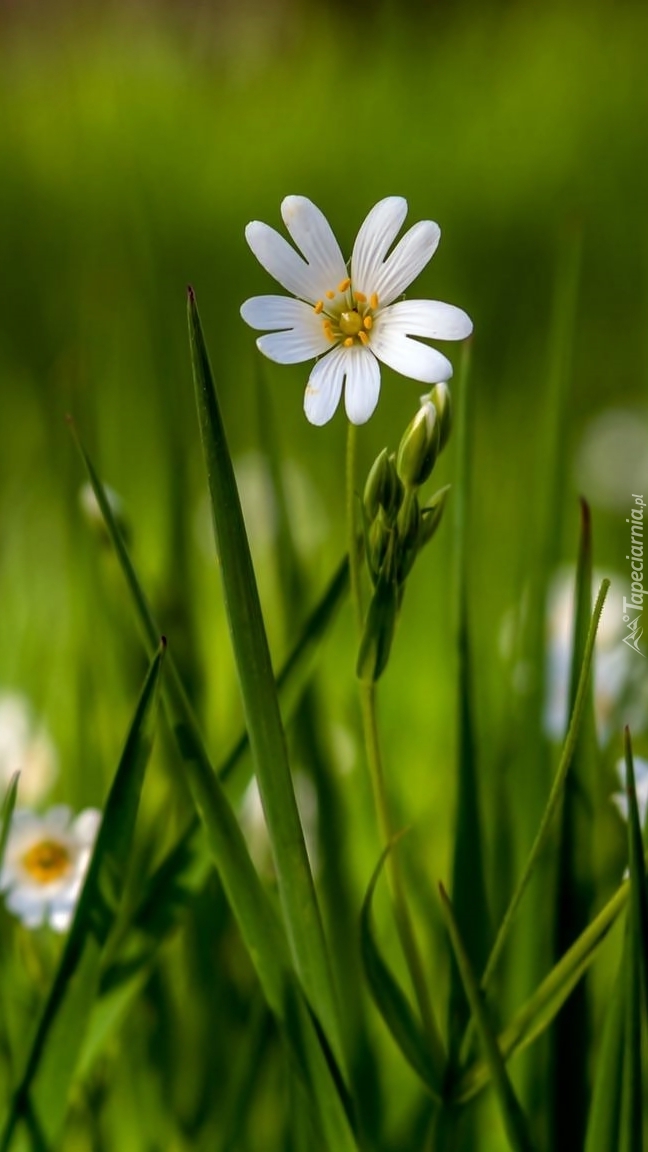 Biały kwiat gwiazdnicy