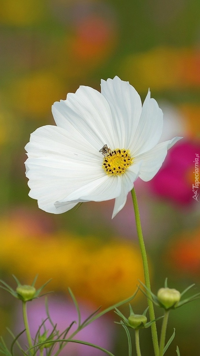 Biały kwiat kosmei