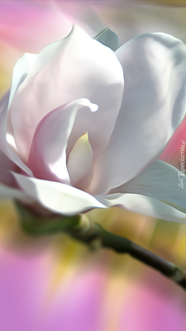Biały kwiat magnolii