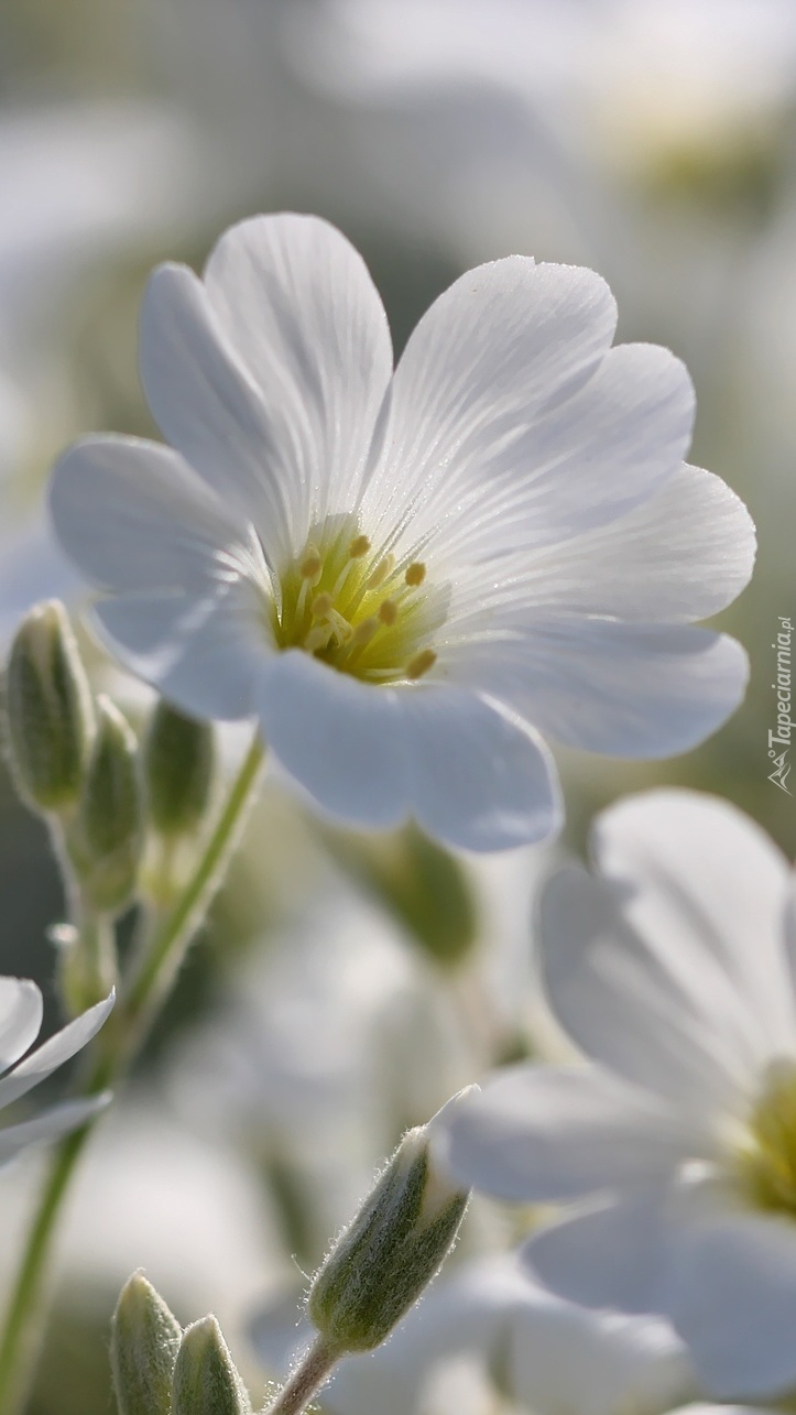 Biały kwiat rogownicy