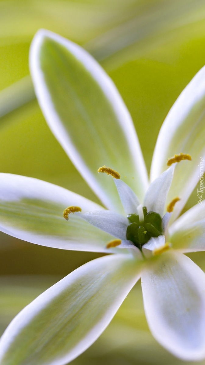 Biały kwiat w zbliżeniu