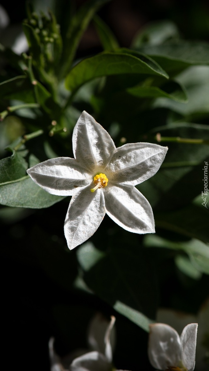 Biały kwiat wśród liści