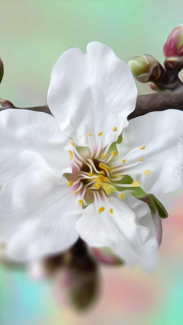 Biały kwiat z pąkiem