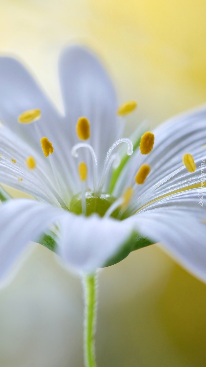 Biały kwiat z żółtymi pręcikami