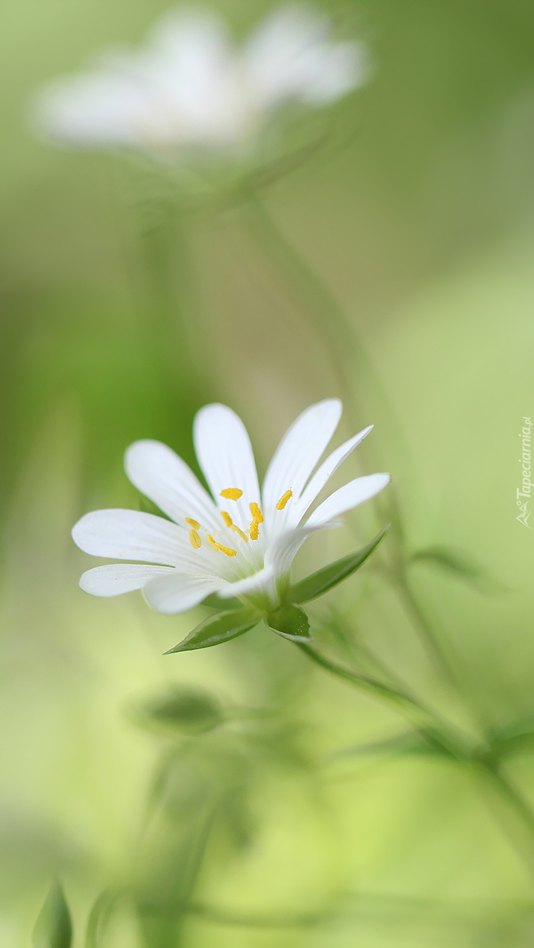 Biały kwiatek rogownicy