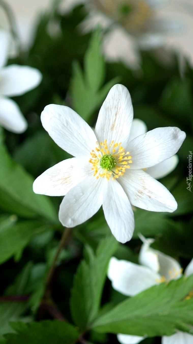 Biały kwiatek