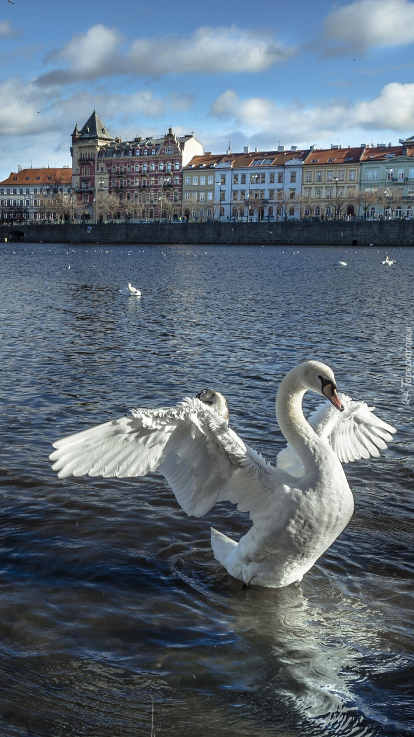 Biały łabędź na Wełtawie