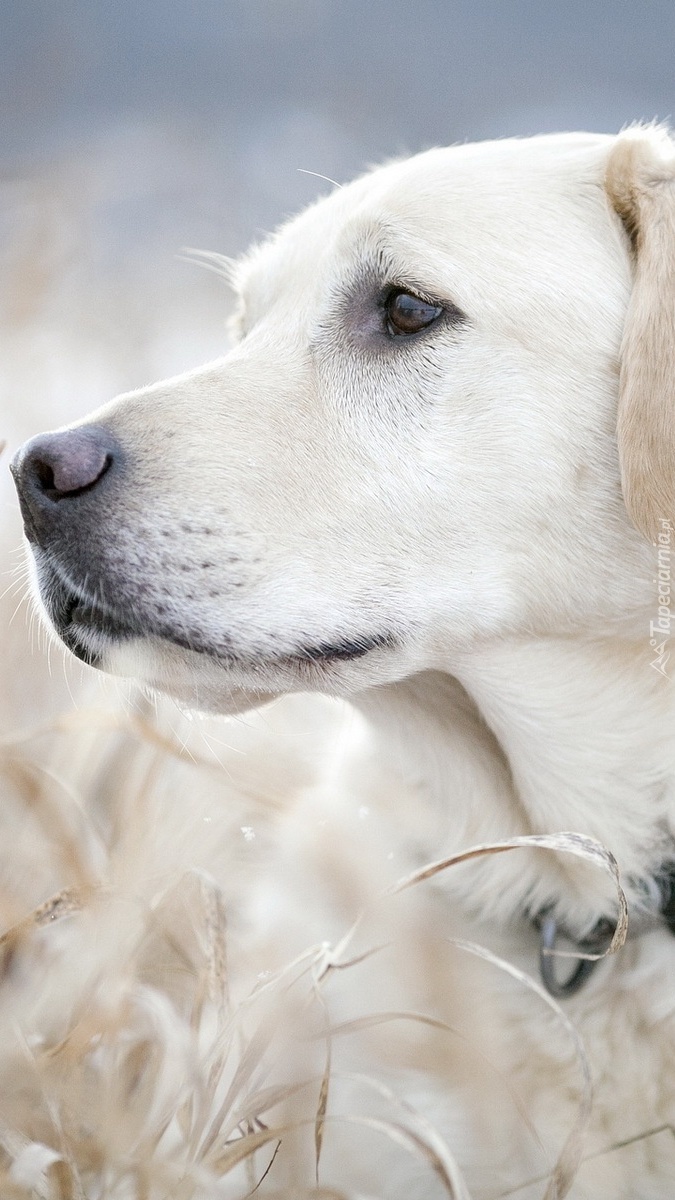 Biały labrador retriever