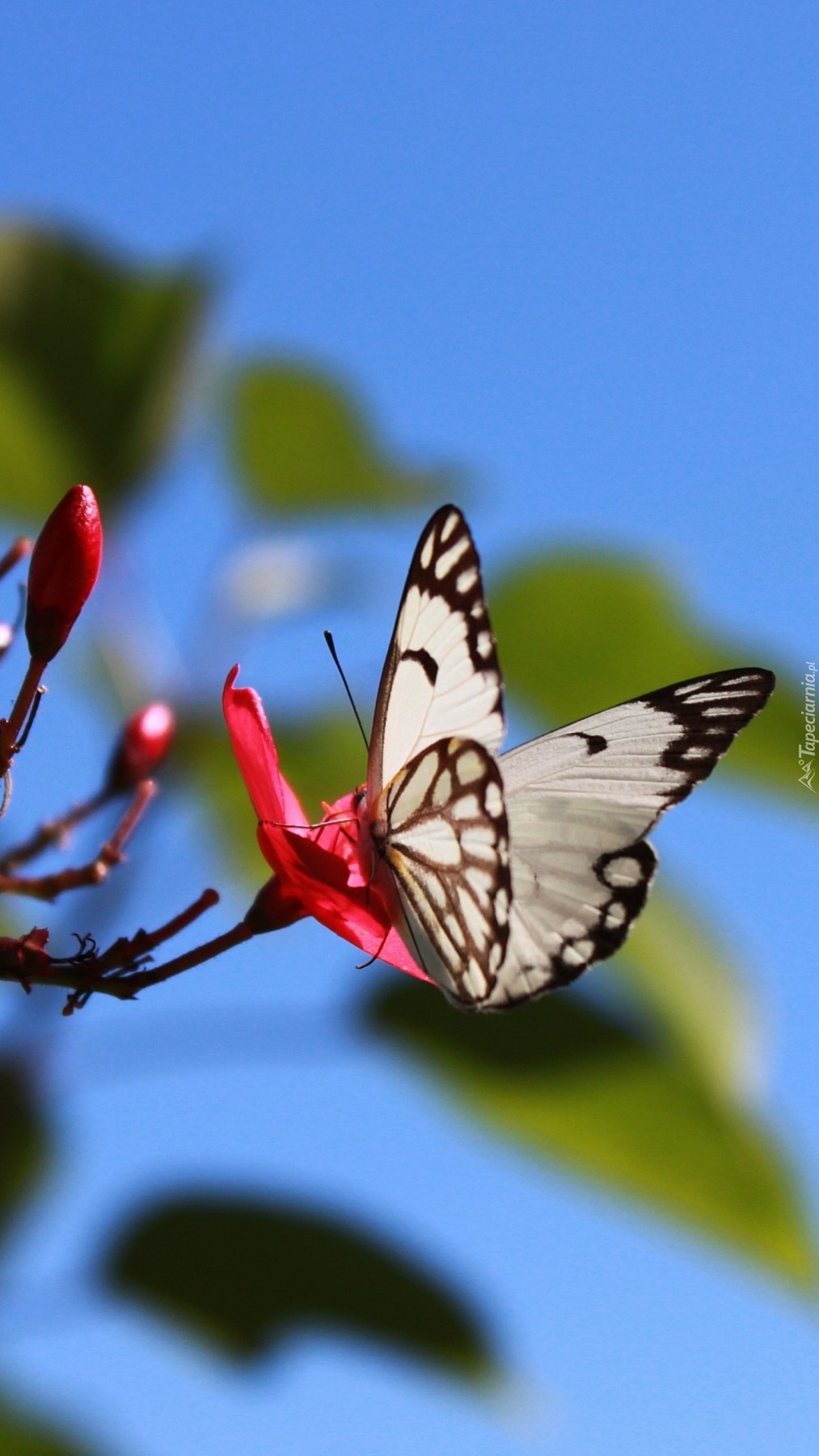 Biały motyl na różowym kwiatku