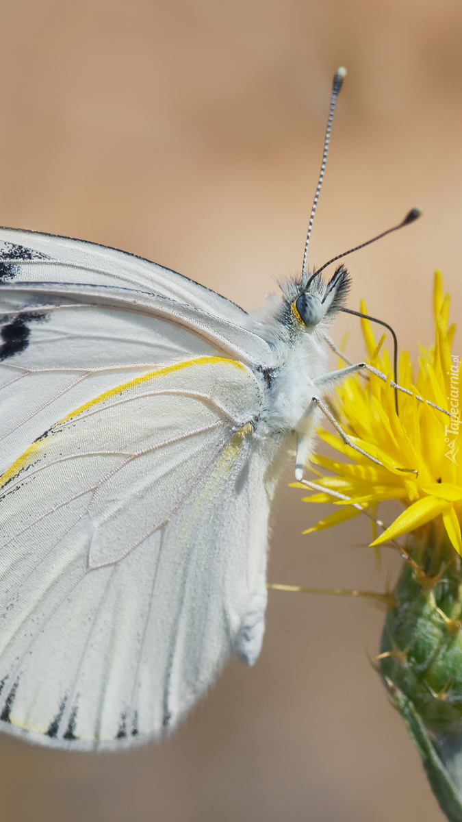 Biały motyl