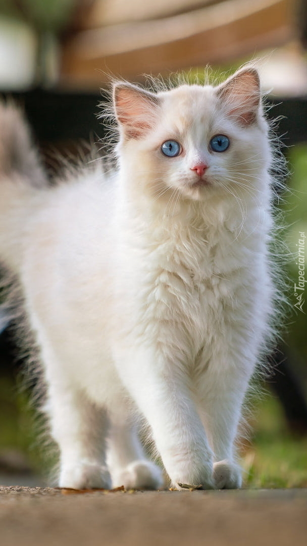 Biały niebieskooki kot