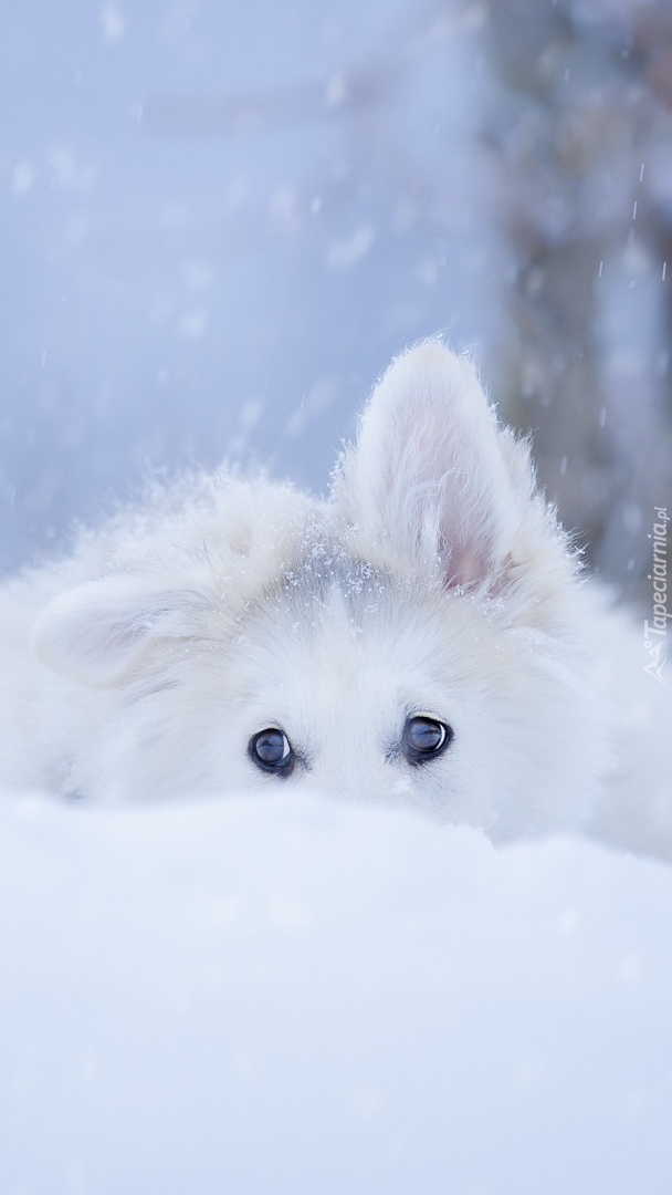 Biały owczarek szwajcarski w śniegu