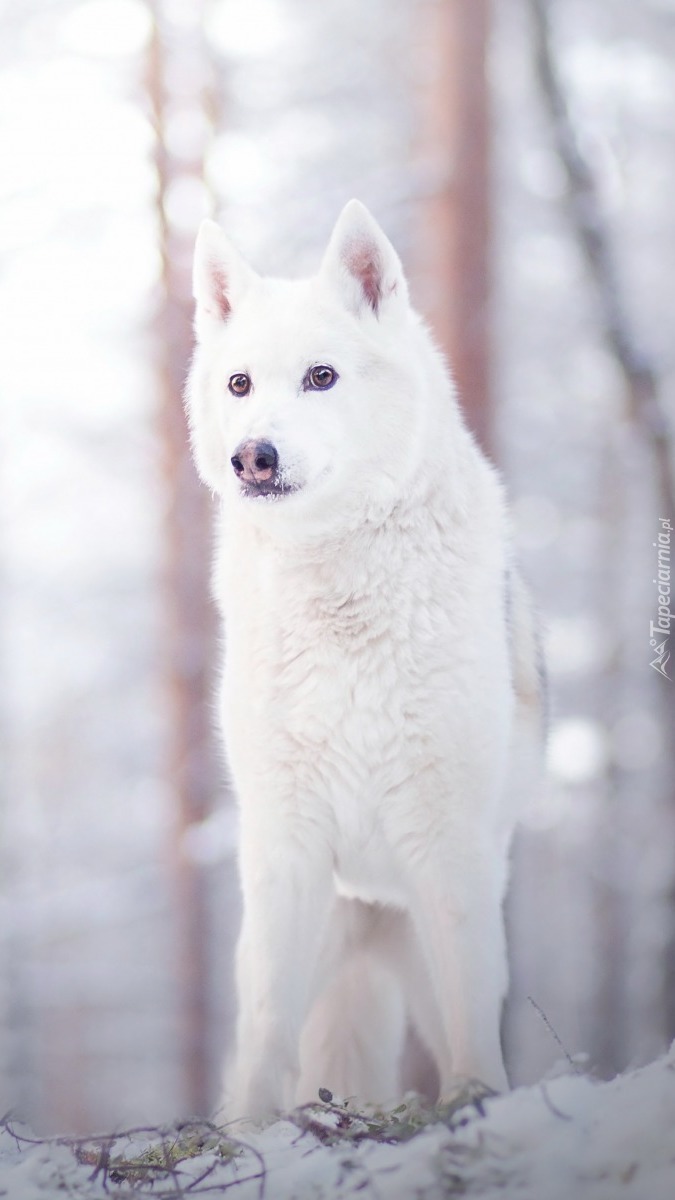 Biały pies