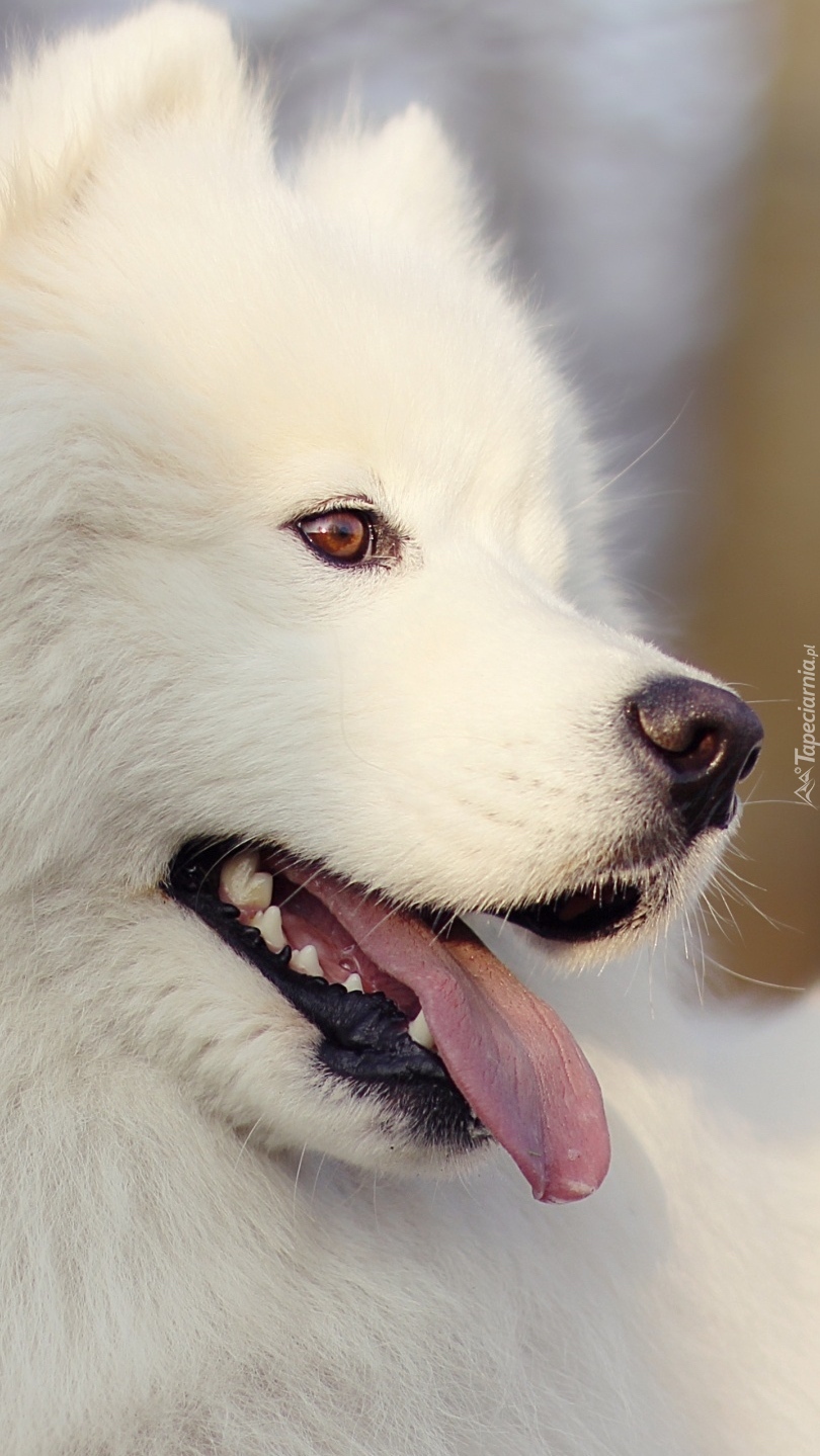 Biały samojed