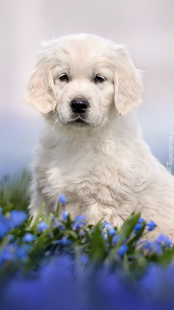 Biały szczeniak golden retriever