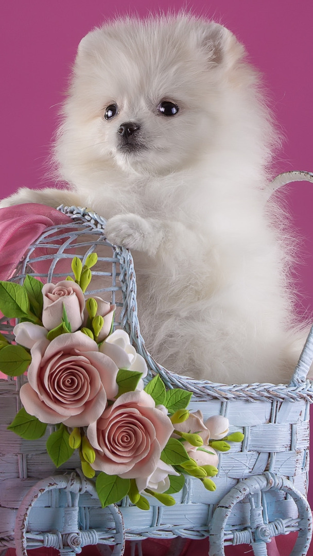 Biały szpic miniaturowy w wózku z różami