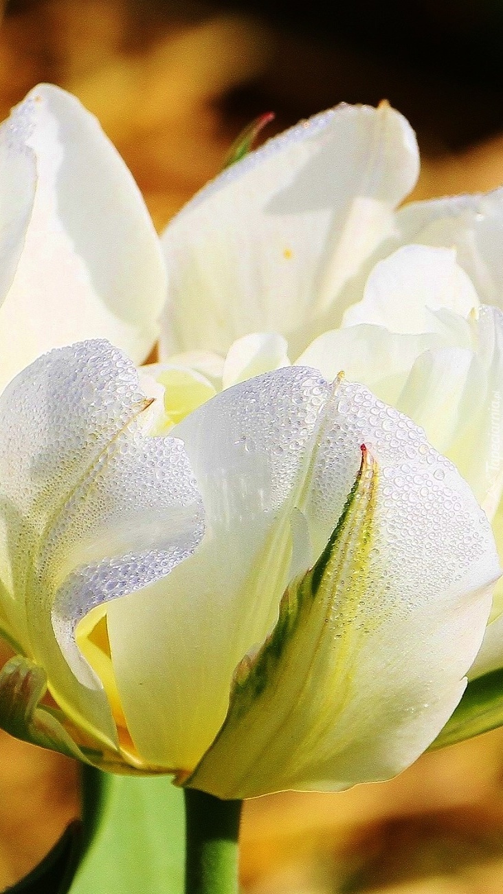 Biały tulipan w kroplach rosy