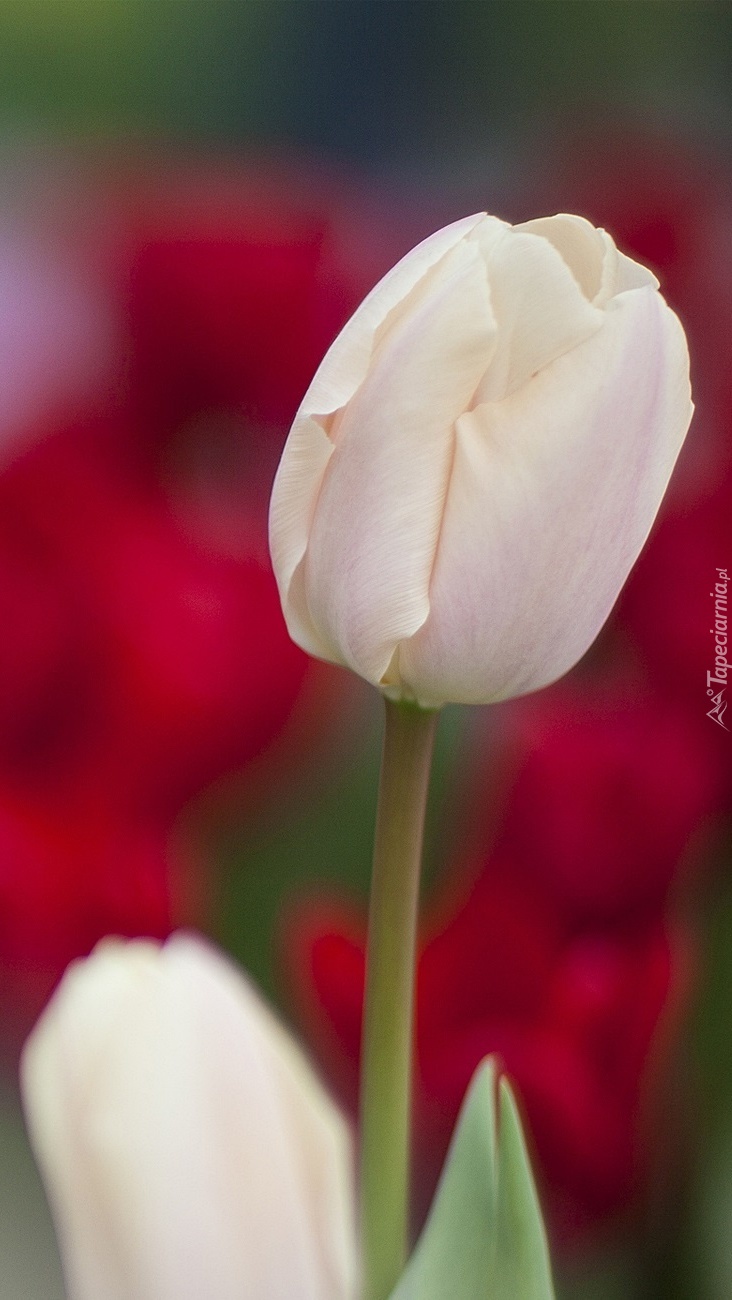 Biały tulipan w zbliżeniu