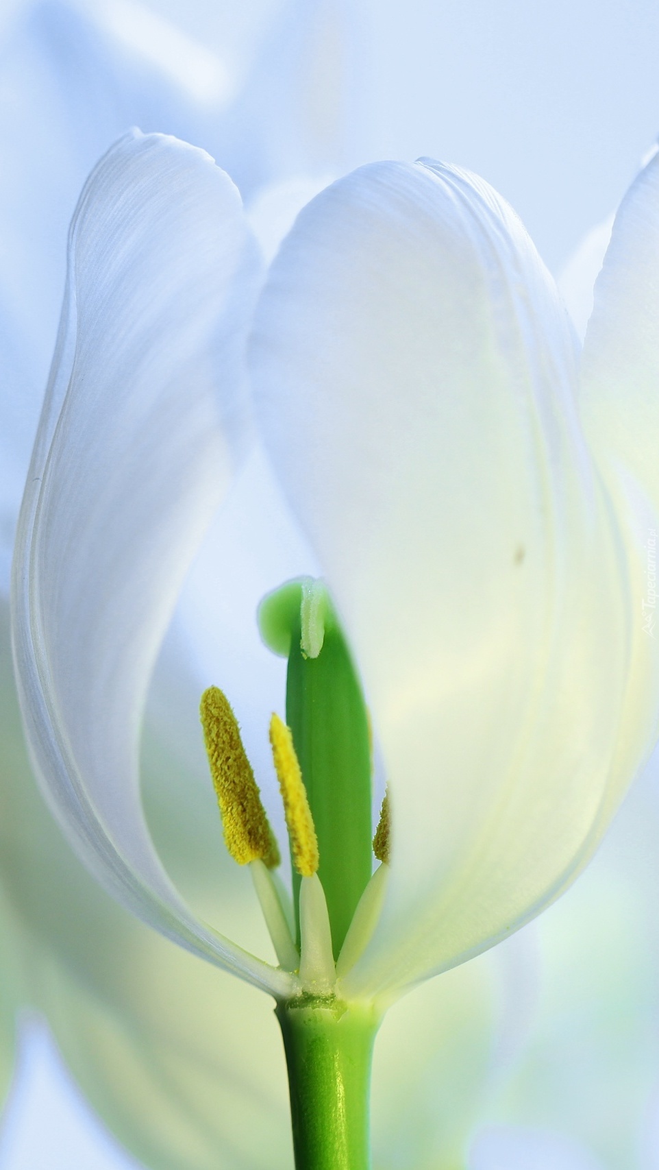 Biały tulipan z żółtymi pręcikami