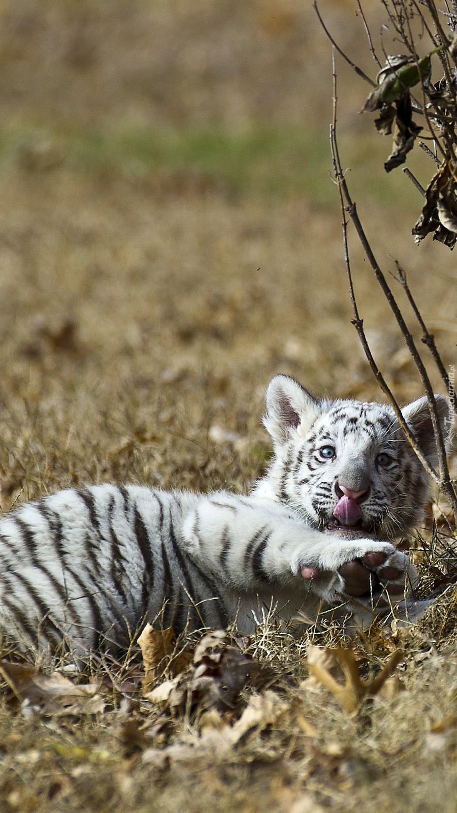 Biały tygrys leżący na trawie