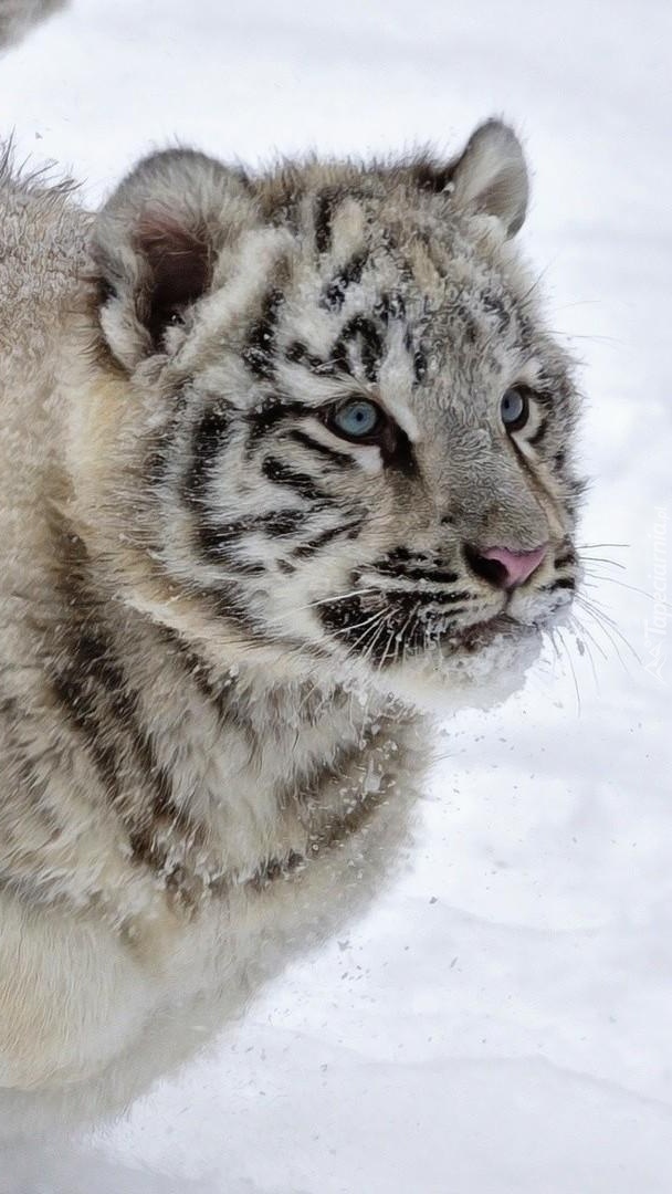 Biały tygrys na śniegu