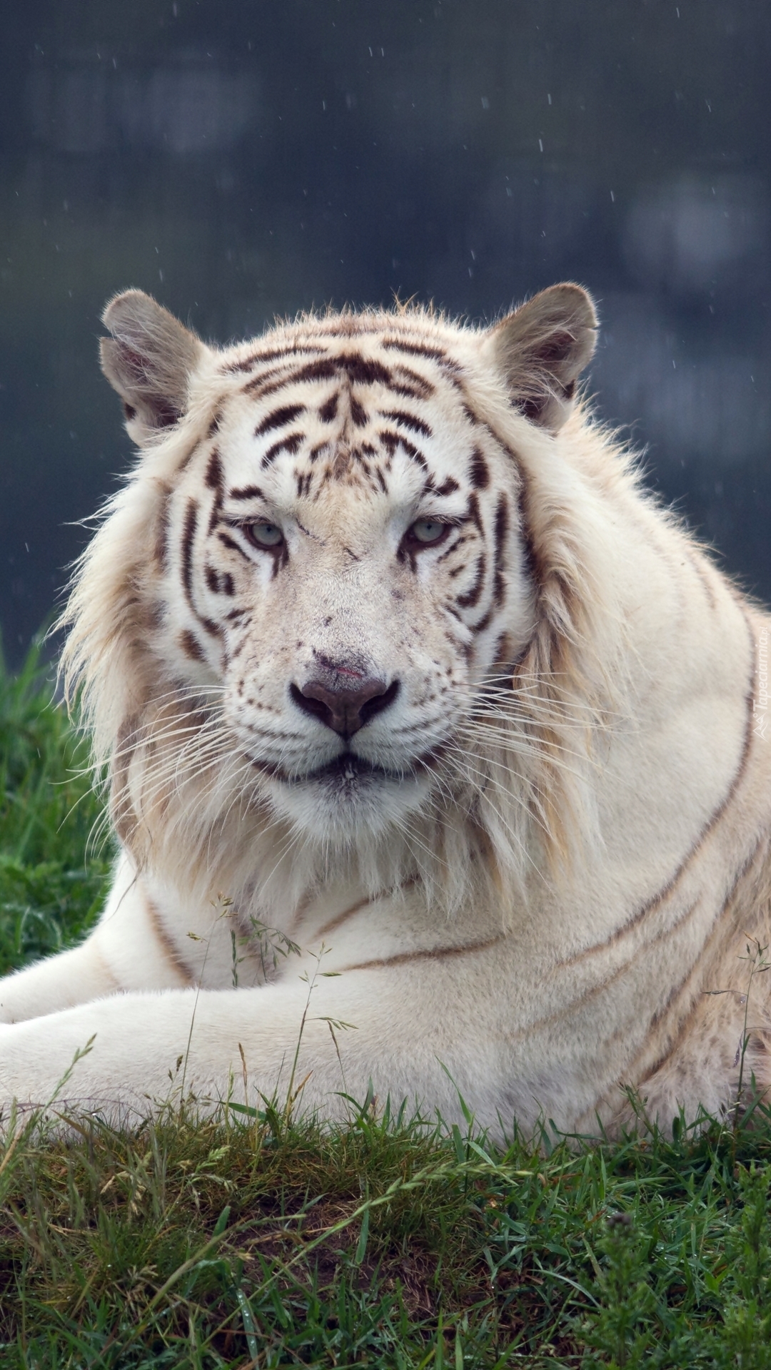 Biały tygrys na trawie