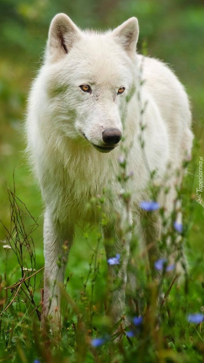 Biały wilk na łące