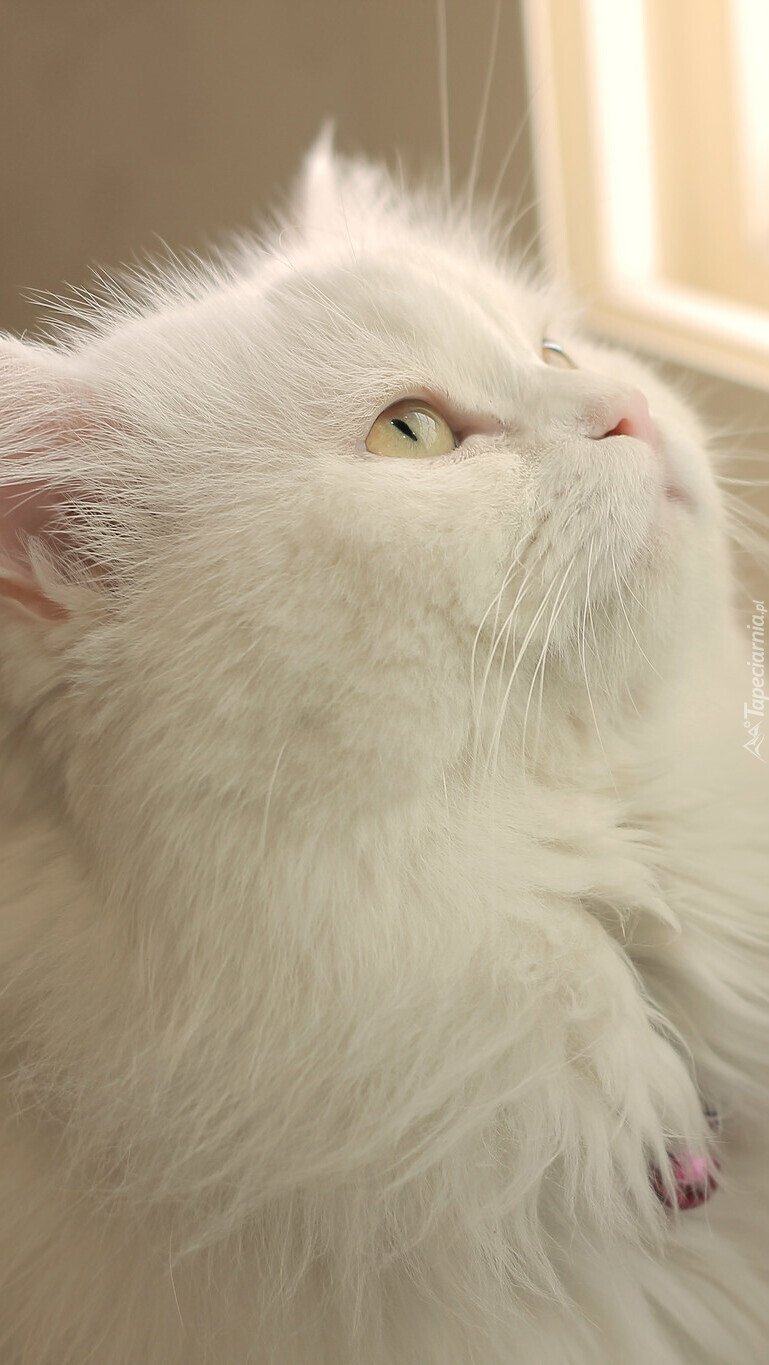 Biały zielonooki kot