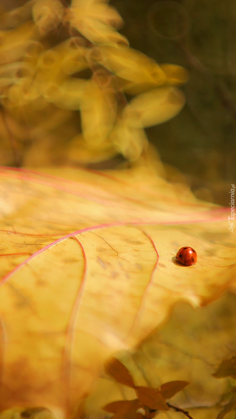 Biedronka na żółtym jesiennym liściu