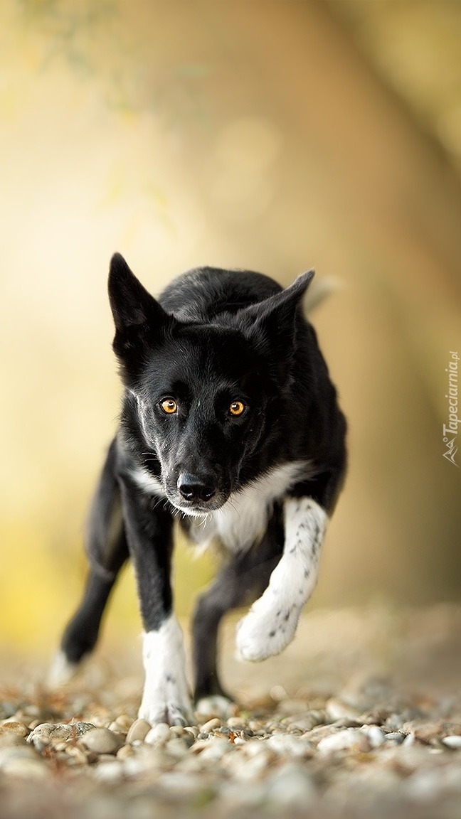 Biegnący border collie