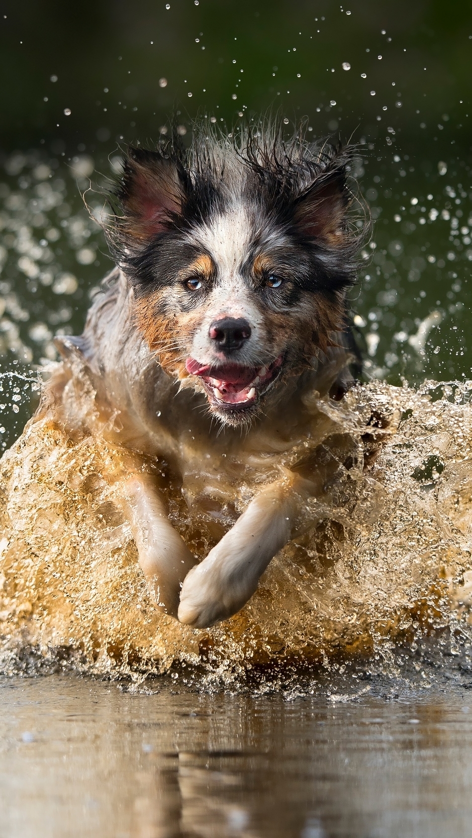 Biegnący border collie w wodzie