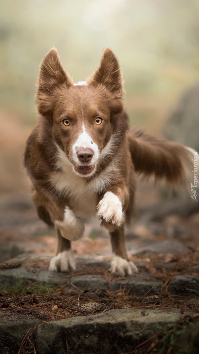 Biegnący border collie