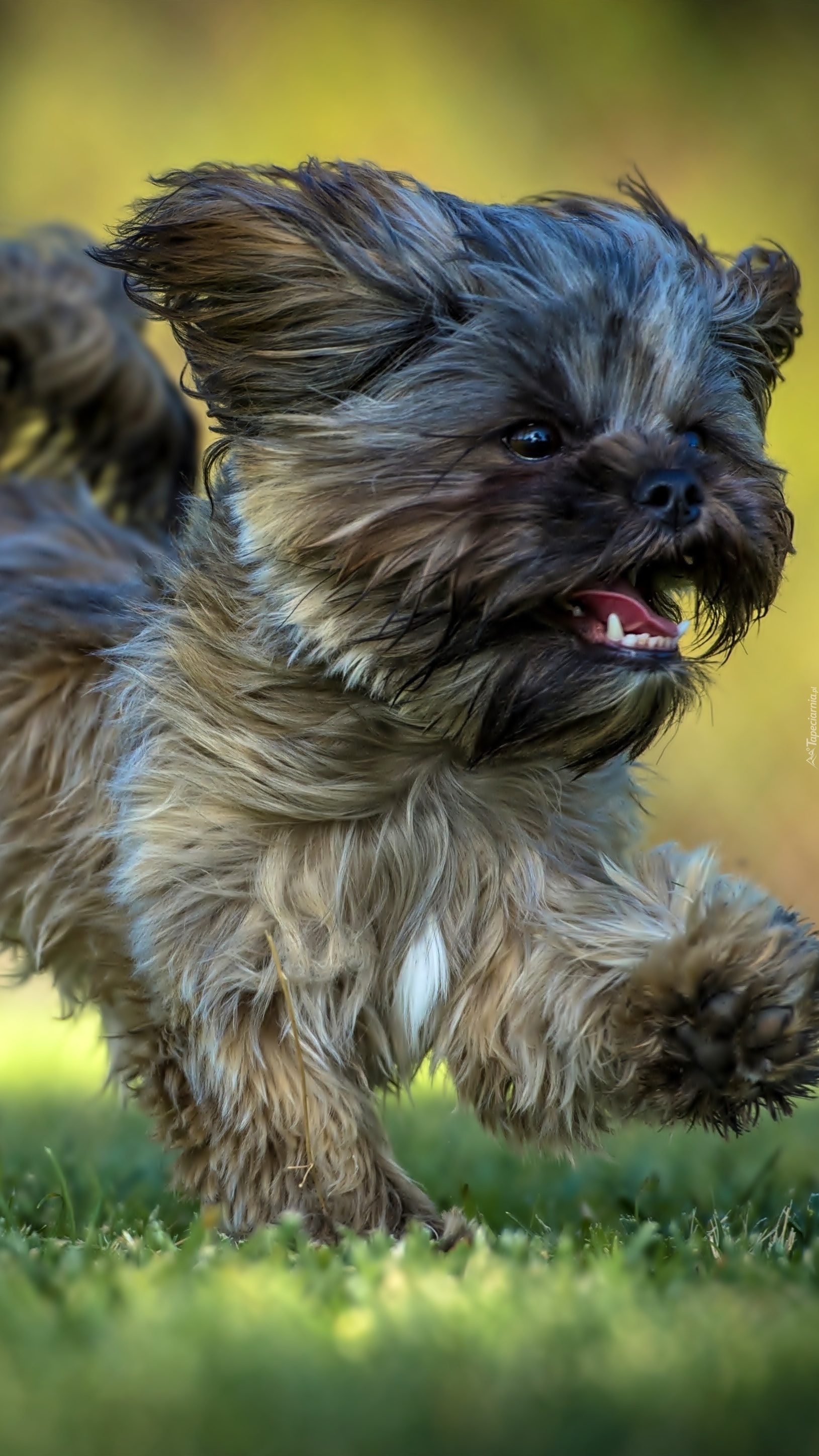 Biegnący pies shih tzu