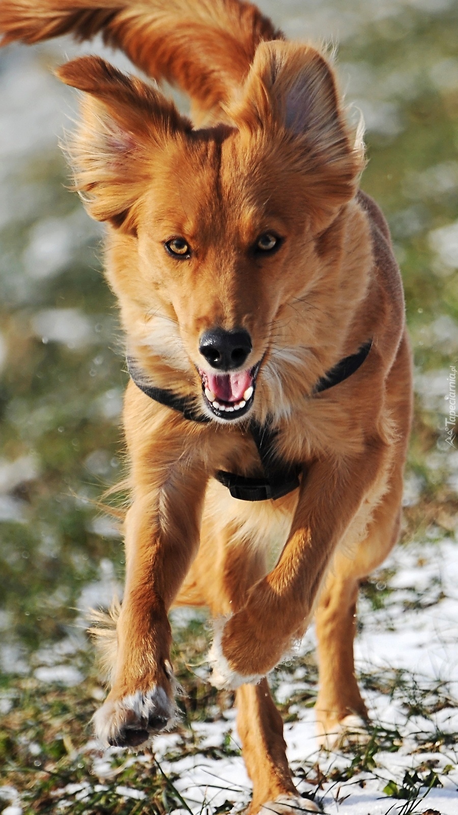 Biegnący pies zimową porą