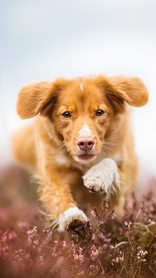 Biegnący retriever z Nowej Szkocji