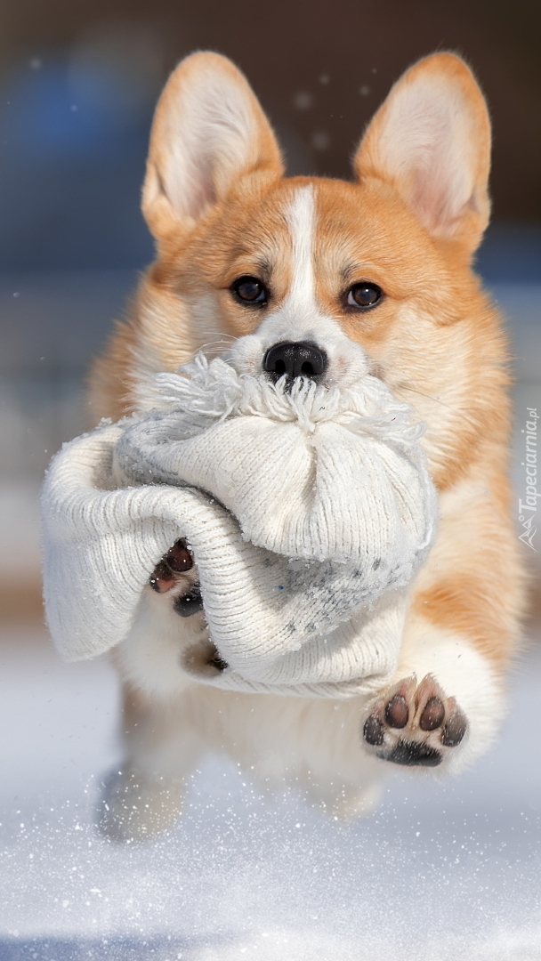 Biegnący welsh corgi pembroke z czapką