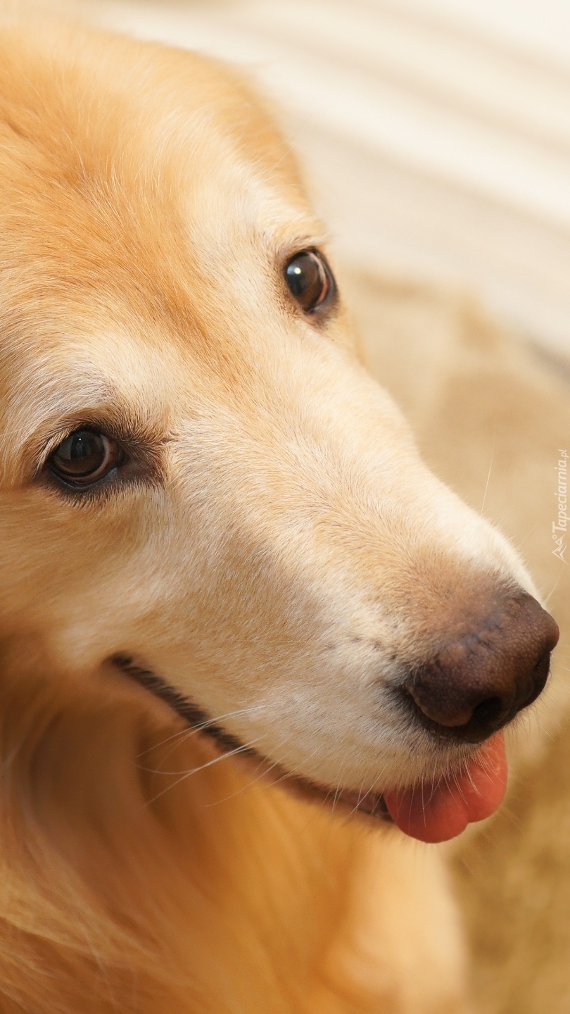 Biszkoptowy golden retriever