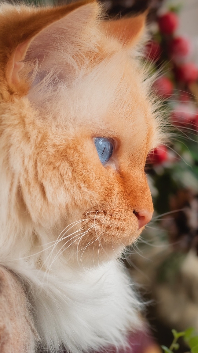 Błękitnooki rudy kot