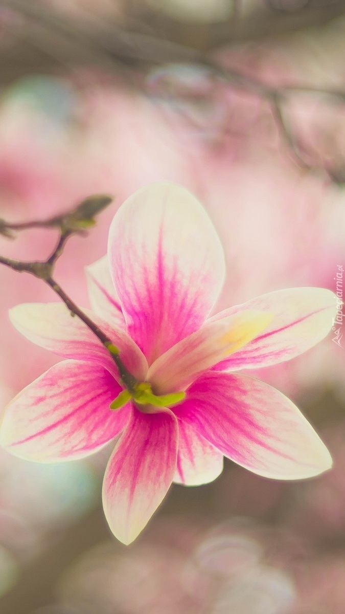 Bladoróżowa magnolia