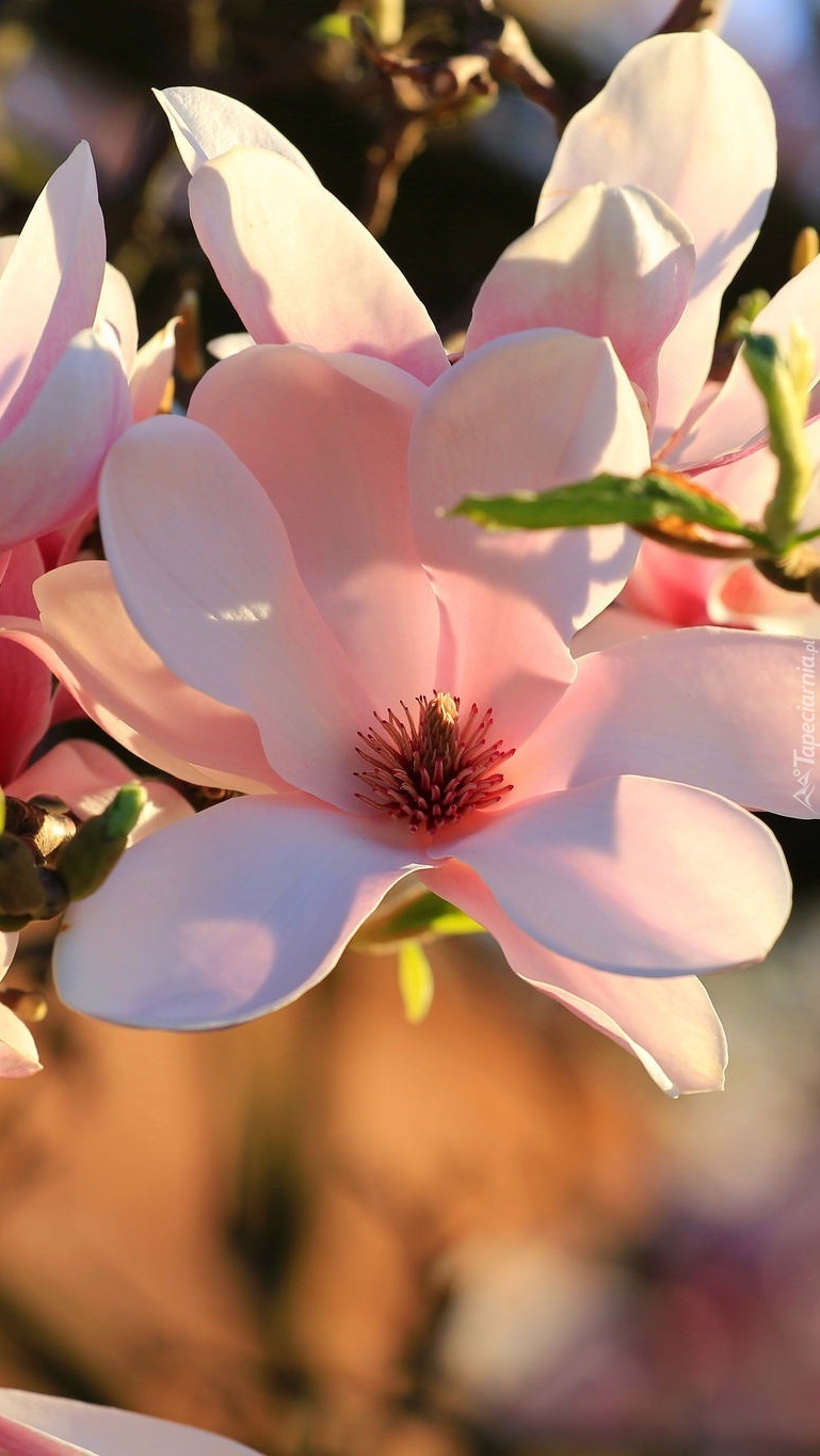 Bladoróżowa magnolia