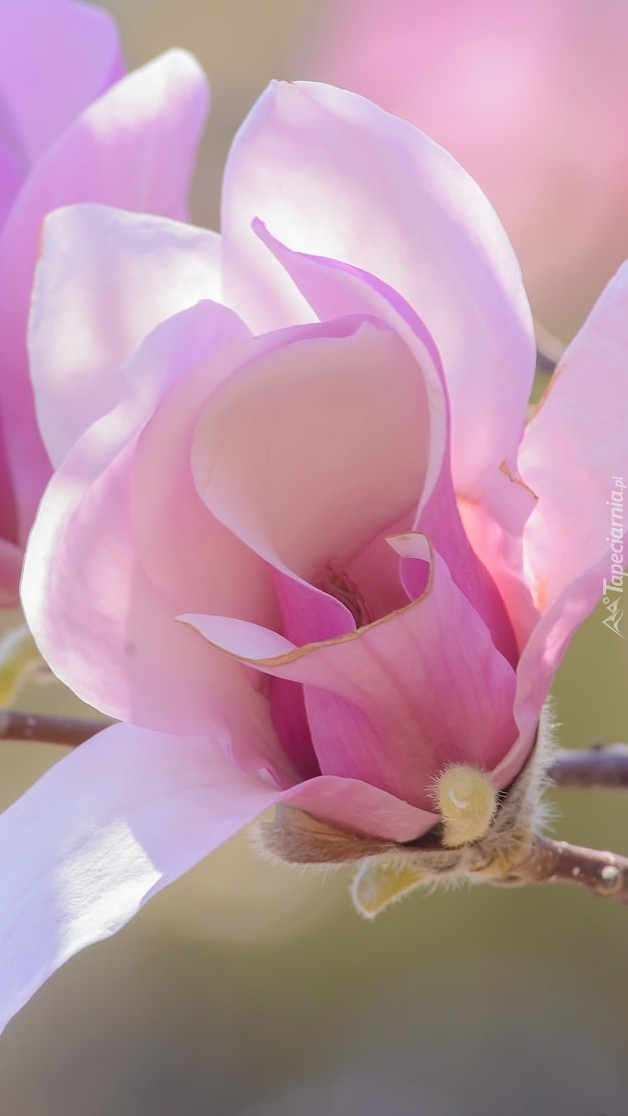 Bladoróżowa rozkwitająca magnolia