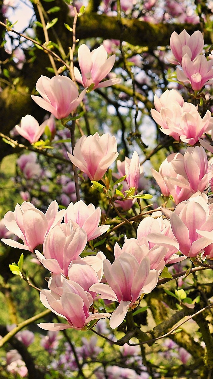 Bladoróżowe kwiaty magnolii
